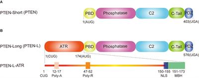 The Long and the Short of PTEN in the Regulation of Mitophagy